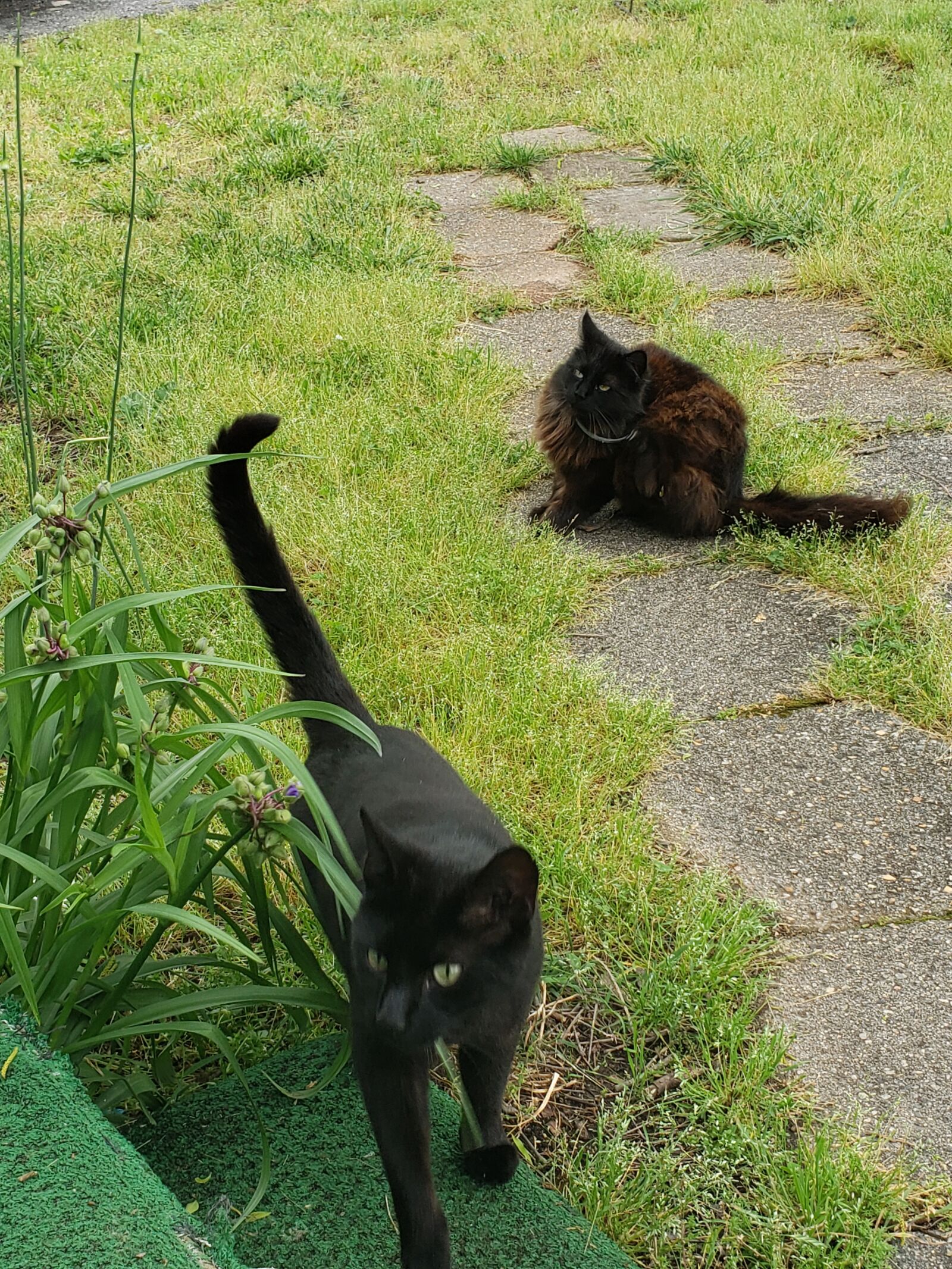 Samsung Galaxy Note9 sample photo. Cats, awesome, pet photography