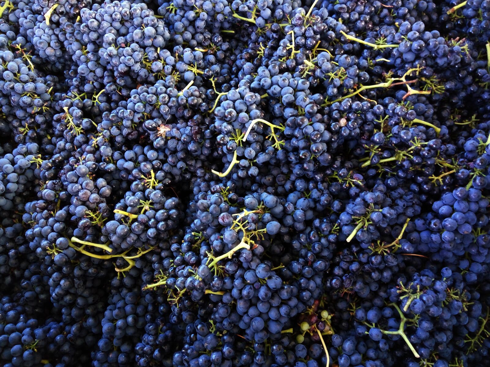 Xiaomi HM Note 2 sample photo. Shiraz, grapes, wine photography