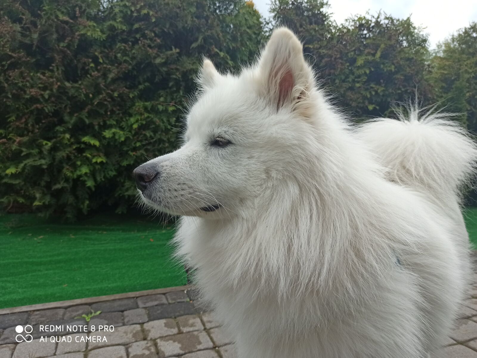 Xiaomi Redmi Note 8 Pro sample photo. Dog samoyed, samoyed, dog photography