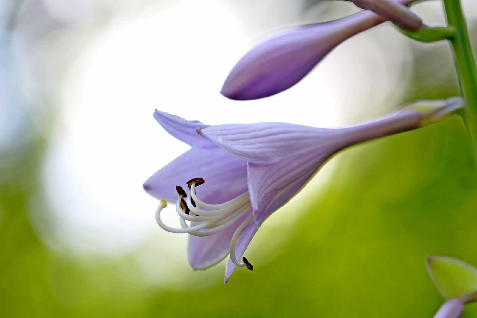 Canon EOS 7D Mark II sample photo. Vivian chu, plants, nature photography