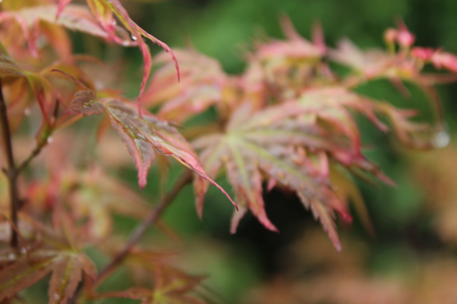 Canon EOS 550D (EOS Rebel T2i / EOS Kiss X4) sample photo. Maple, japan shrub, leaves photography