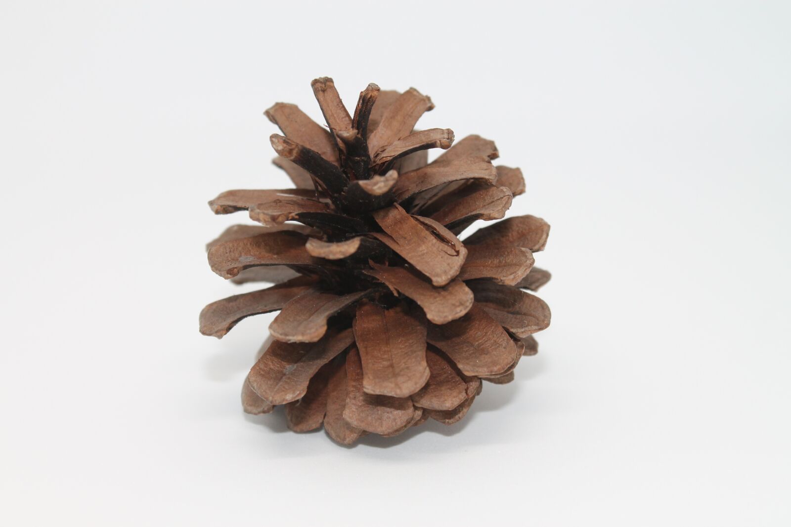 Canon EOS 1100D (EOS Rebel T3 / EOS Kiss X50) sample photo. Pine cones, macro, close photography