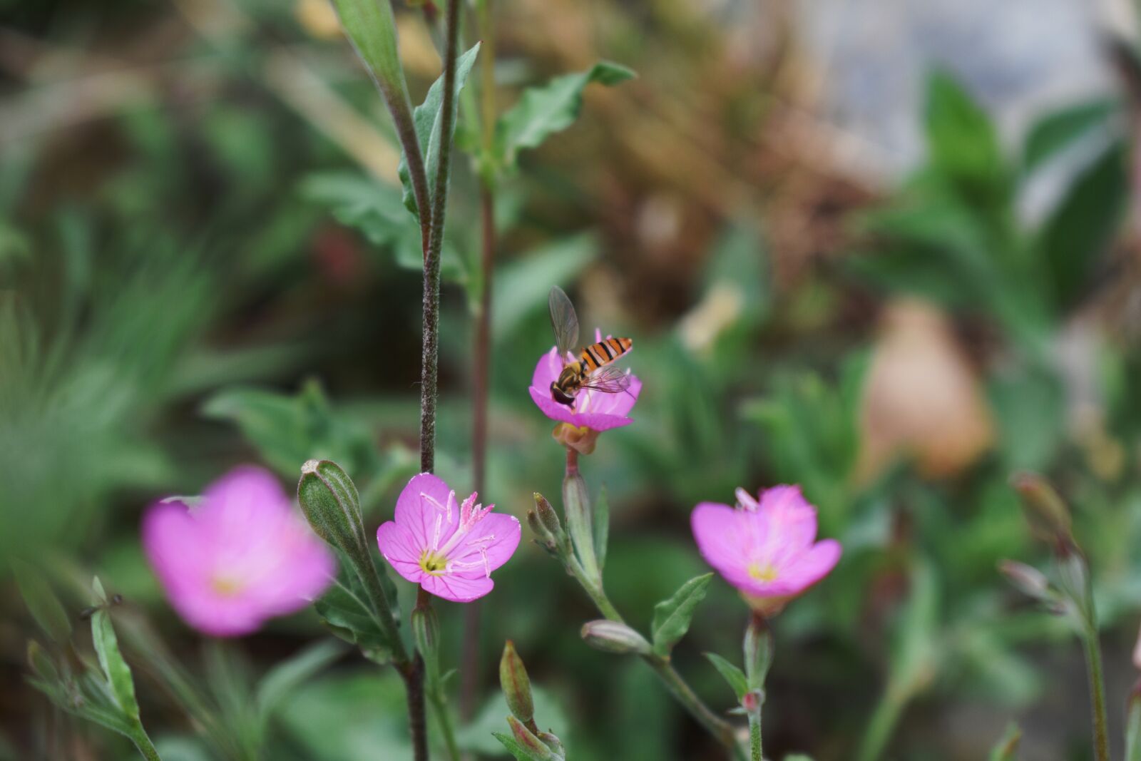 Nikon D3400 sample photo. Bee, pollination, insect photography