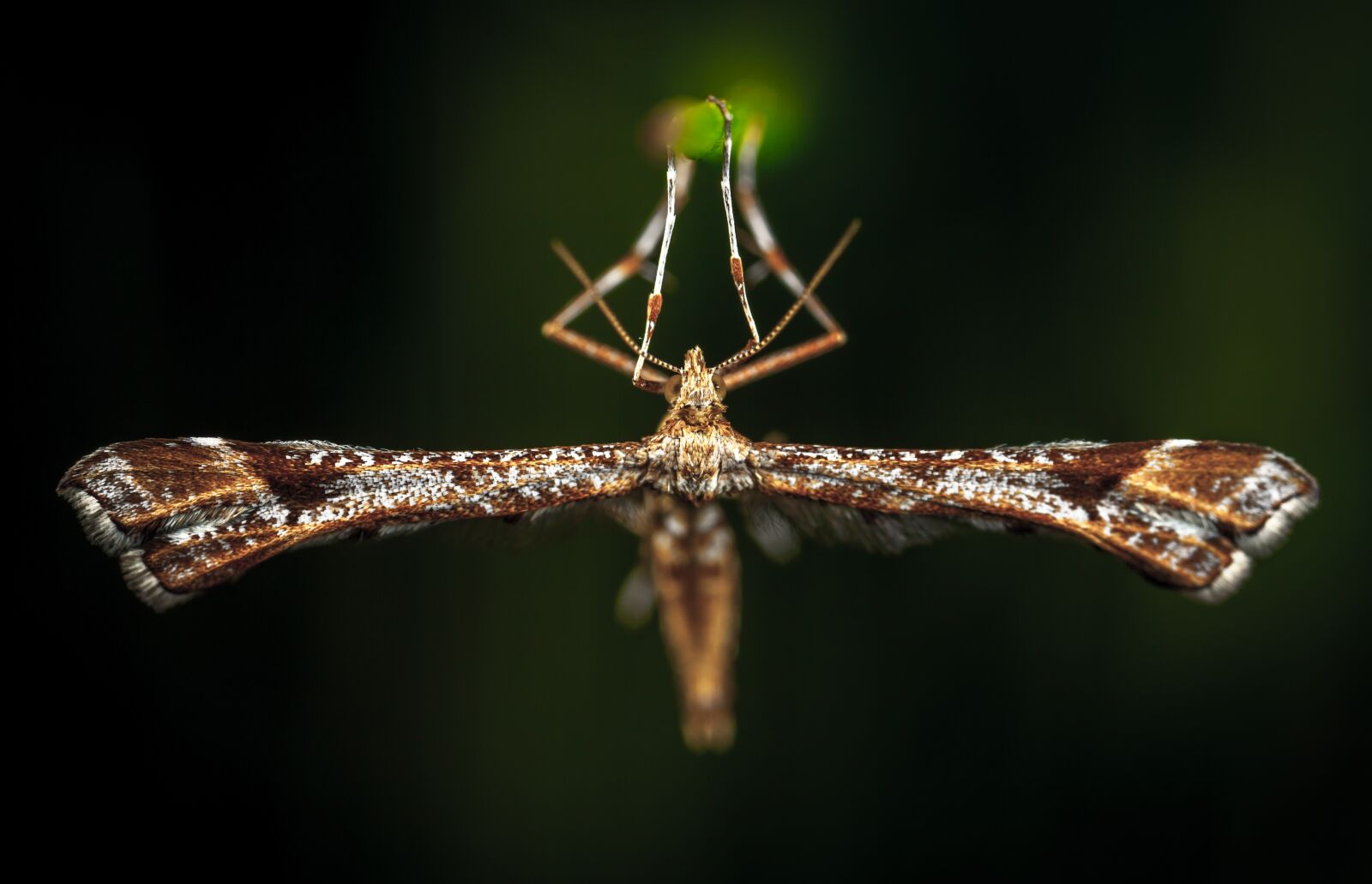 Canon EOS 5D Mark II + Canon MP-E 65mm F2.5 1-5x Macro Photo sample photo. Insect, bespozvonochnoe, nature photography