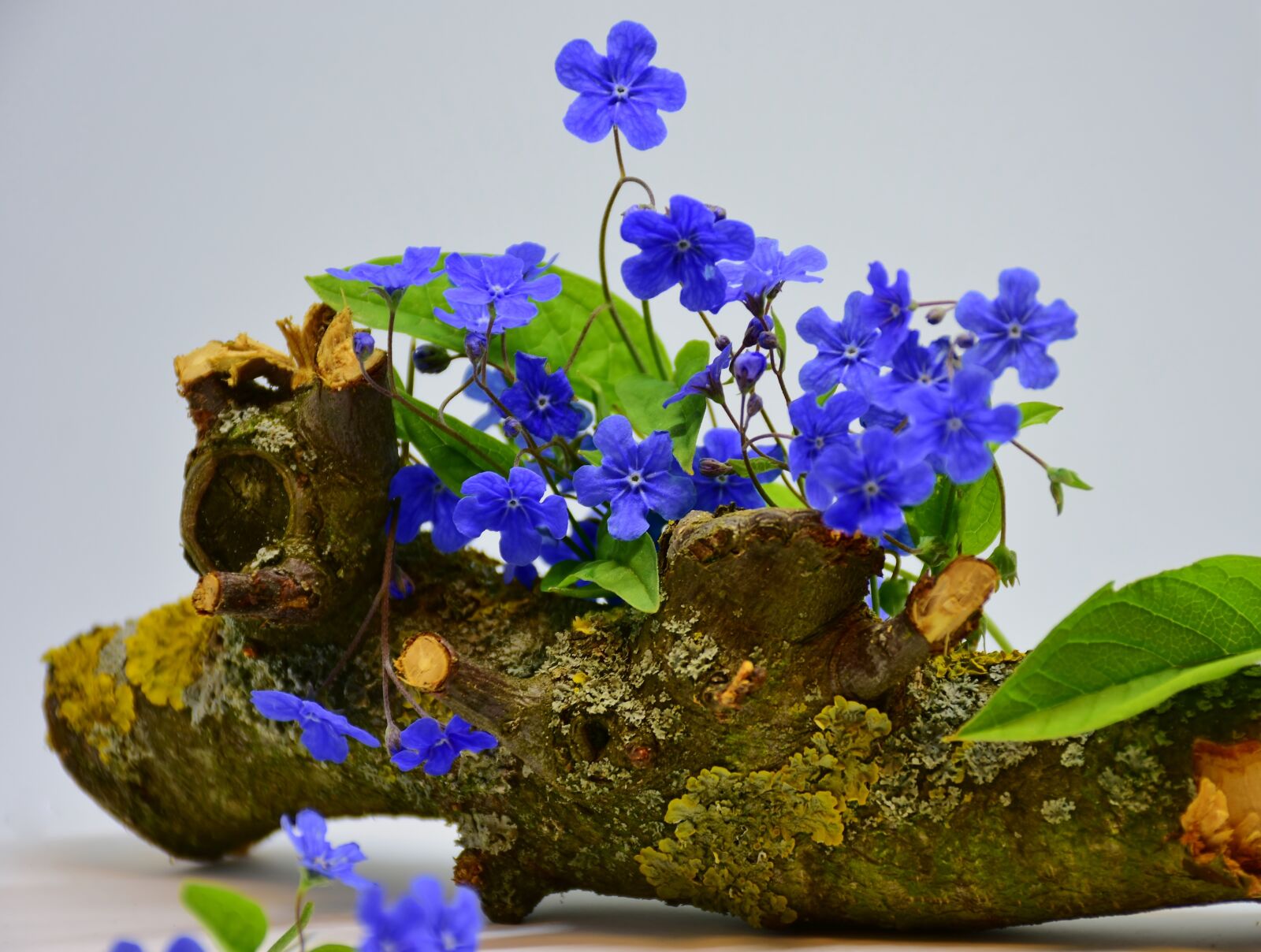 Nikon D7200 sample photo. Flower, plant, nature photography
