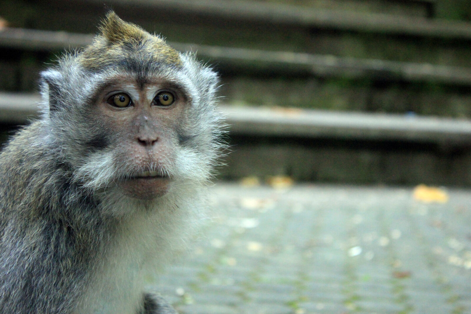 Canon EOS 550D (EOS Rebel T2i / EOS Kiss X4) sample photo. Animal, monkey photography