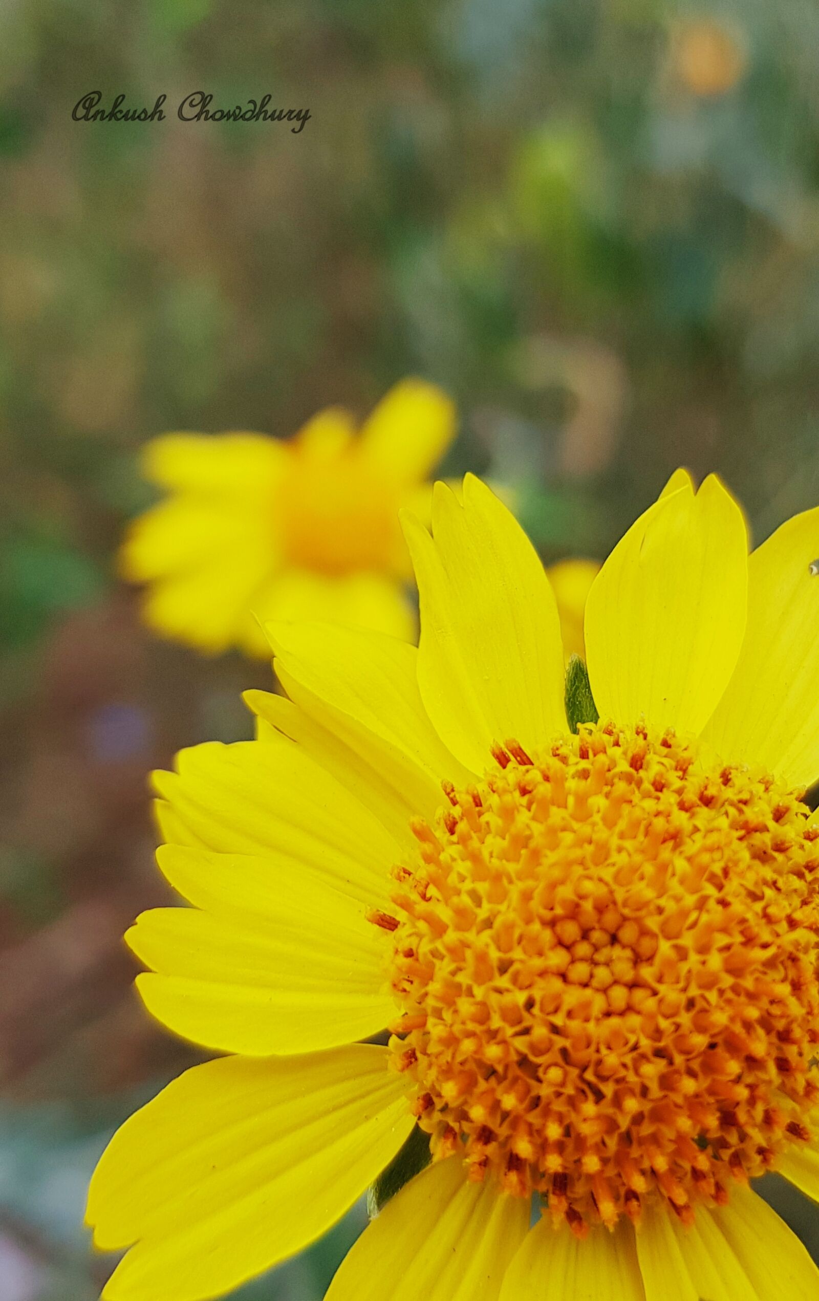 Samsung Galaxy S8 sample photo. Beautiful, flowers, wild, yellow photography