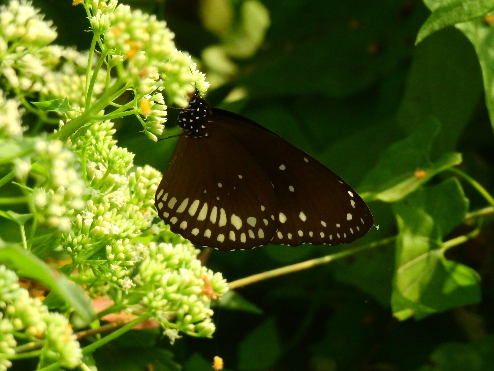 Nikon Coolpix P900 sample photo. Butterfly, nature, butterflies photography