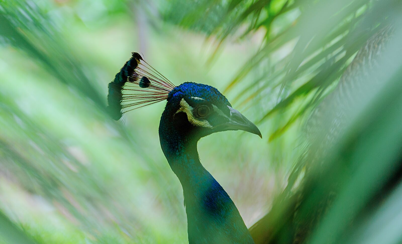 Nikon D700 sample photo. Green, natural, nature photography