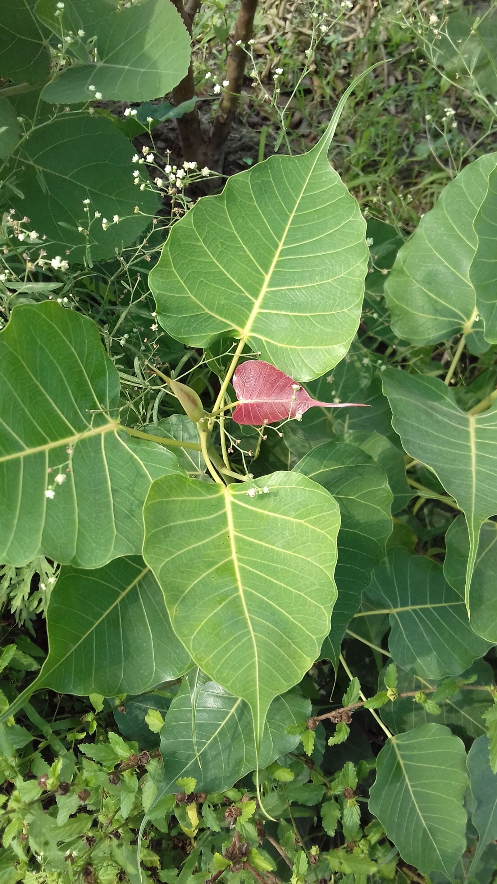 Samsung Galaxy J3(2016) sample photo. Red leaf, pipal l photography