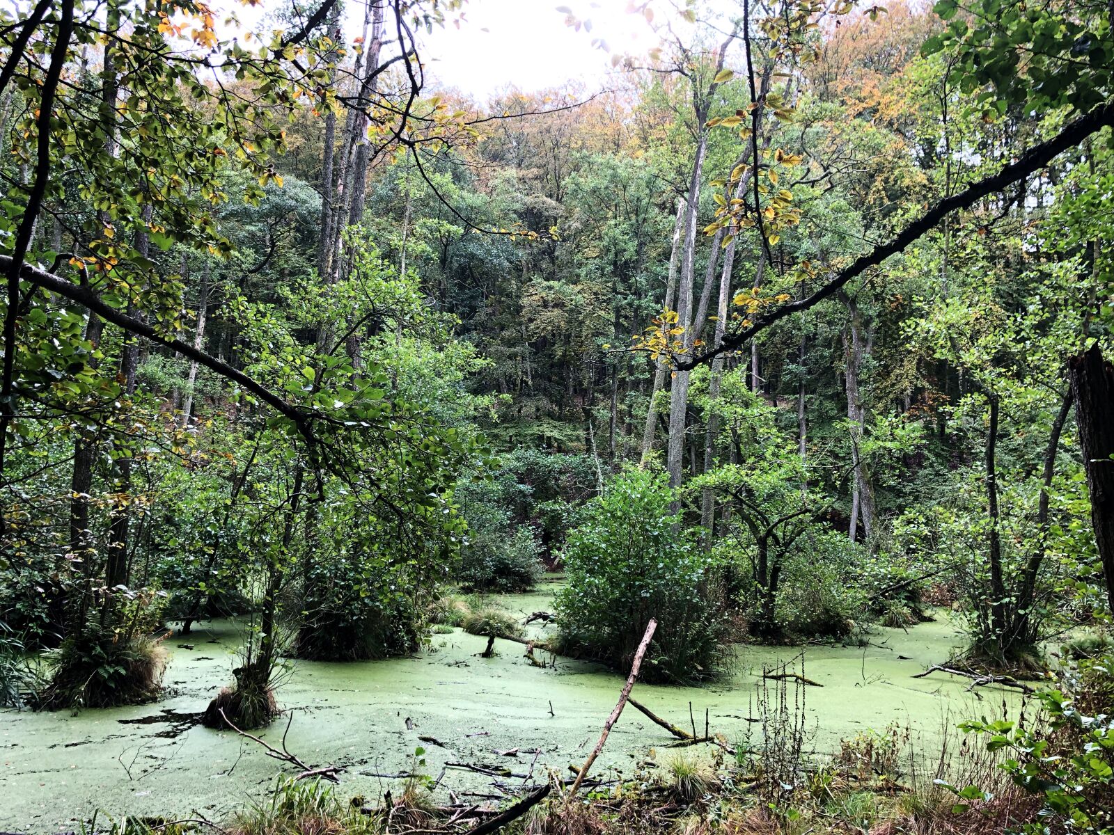 Apple iPhone 8 sample photo. Swamp, green, landscape photography