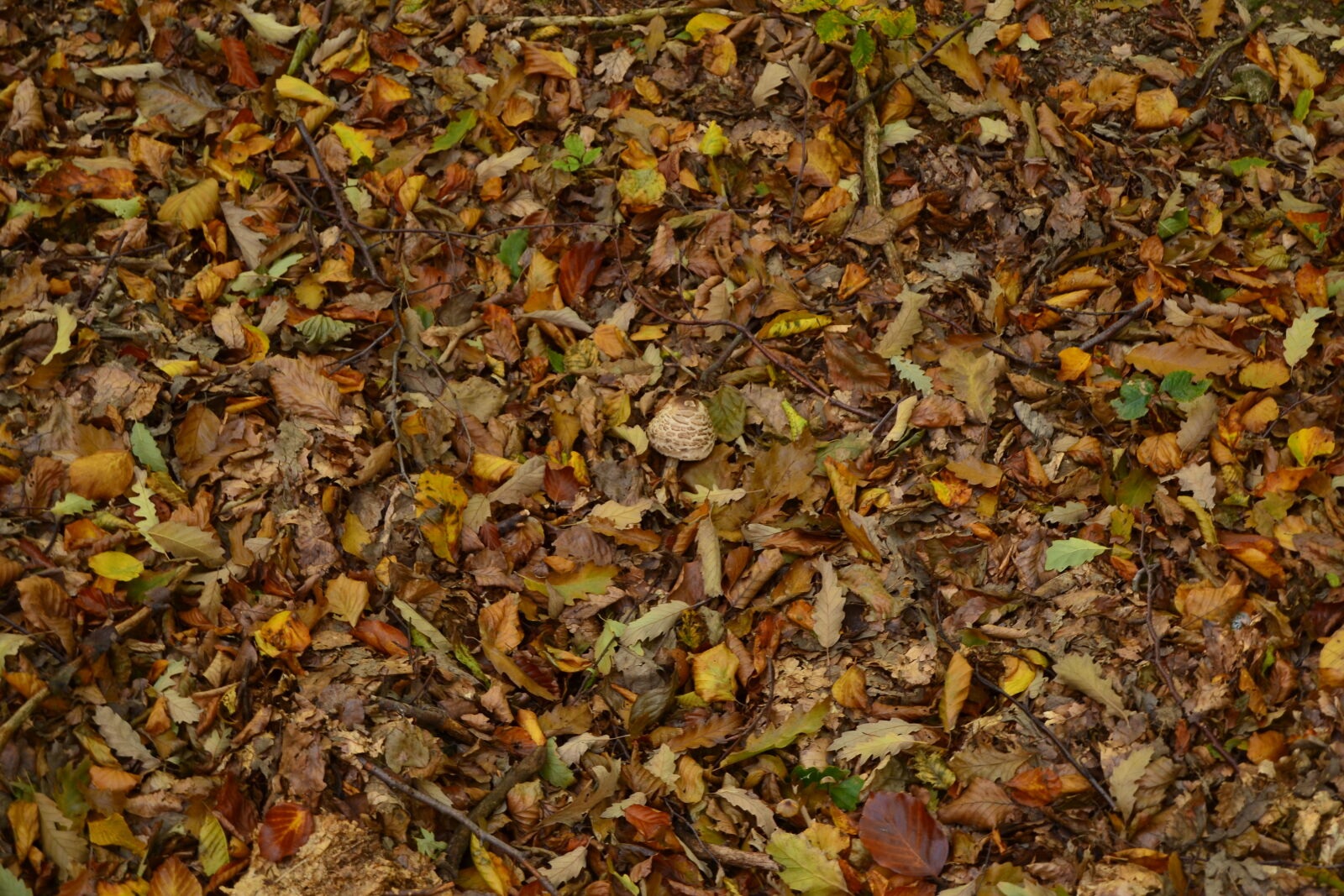 Nikon D3100 + Nikon AF-S DX Nikkor 18-55mm F3.5-5.6G II sample photo. Autumn, leaves, forest, mushroom photography