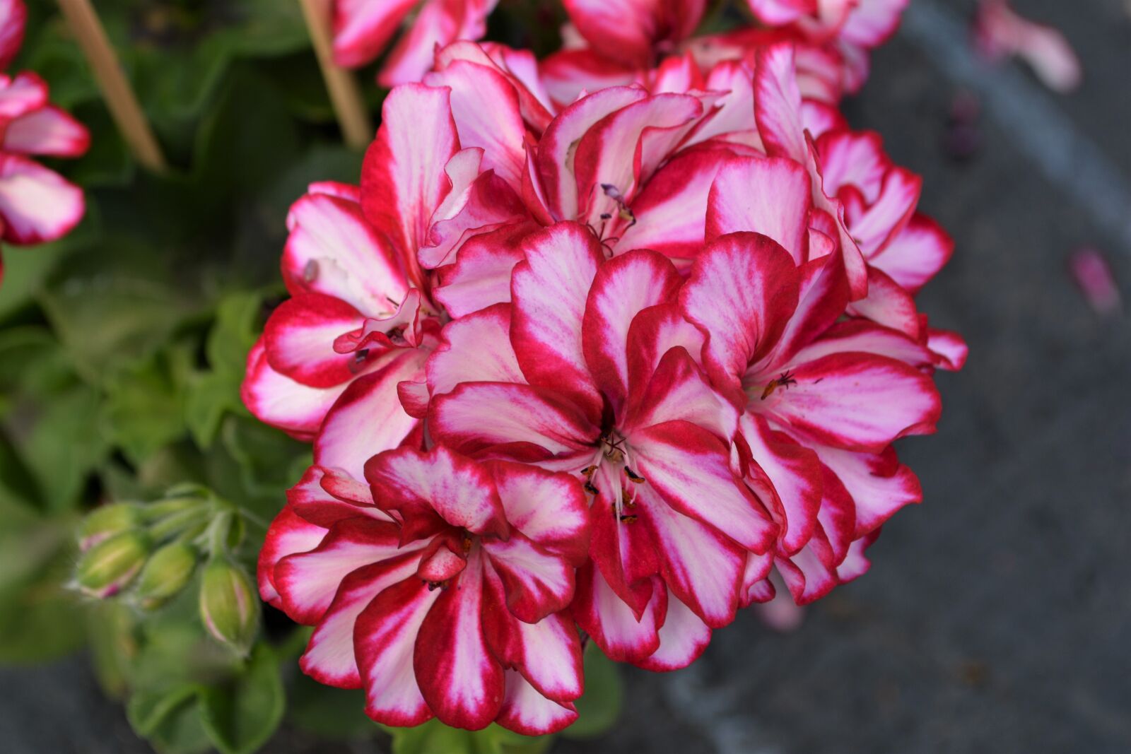 Nikon D5200 sample photo. Pink, red, blossom photography