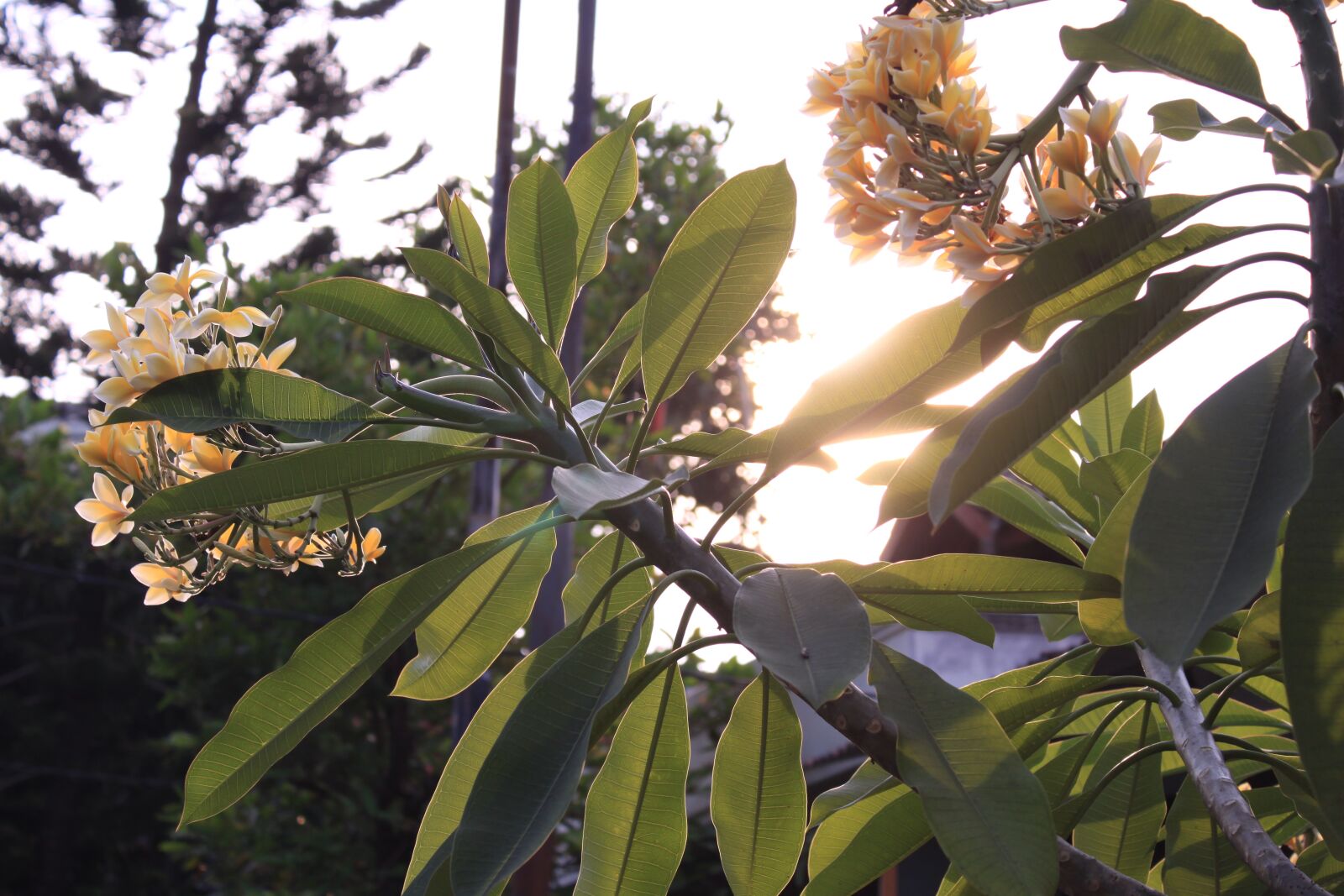 Canon EOS 500D (EOS Rebel T1i / EOS Kiss X3) sample photo. Twilight, cambodia, quiet photography