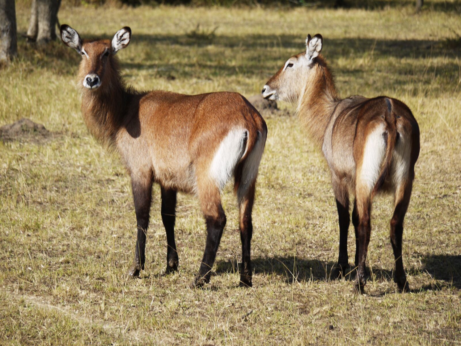 Panasonic Lumix DMC-G1 sample photo. Defassa, waterbuck, wild animals photography