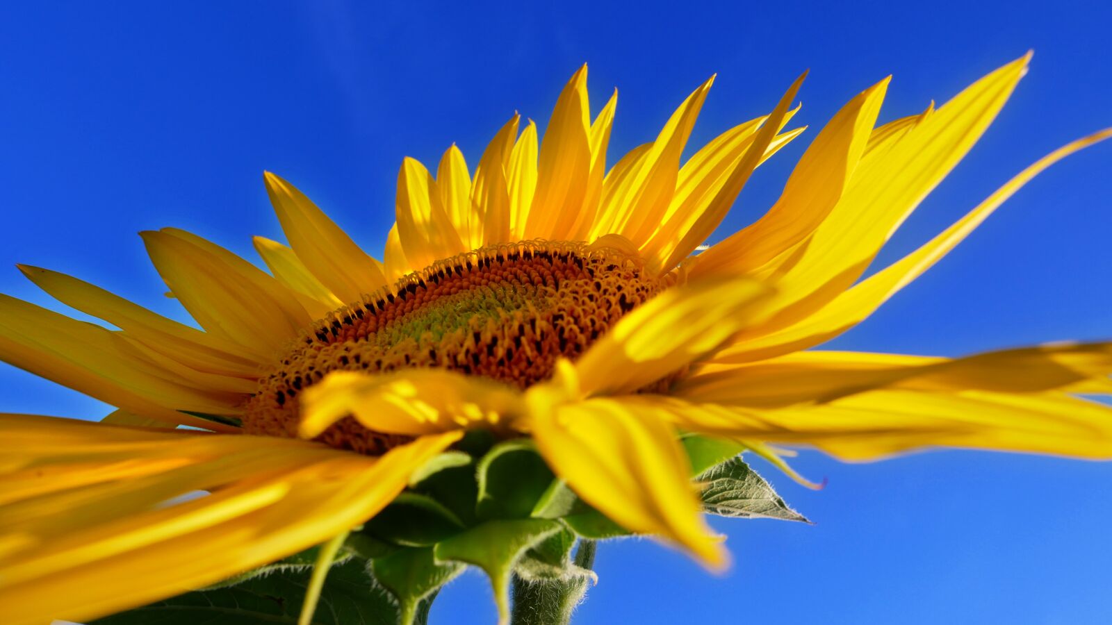 Panasonic Lumix DMC-GX85 (Lumix DMC-GX80 / Lumix DMC-GX7 Mark II) sample photo. Sunflower, field, agriculture photography