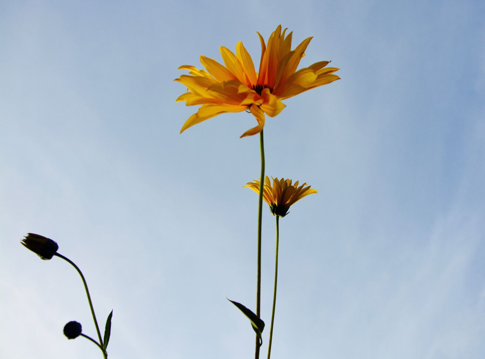 Nikon D5200 sample photo. Flower, flowers, buttons photography