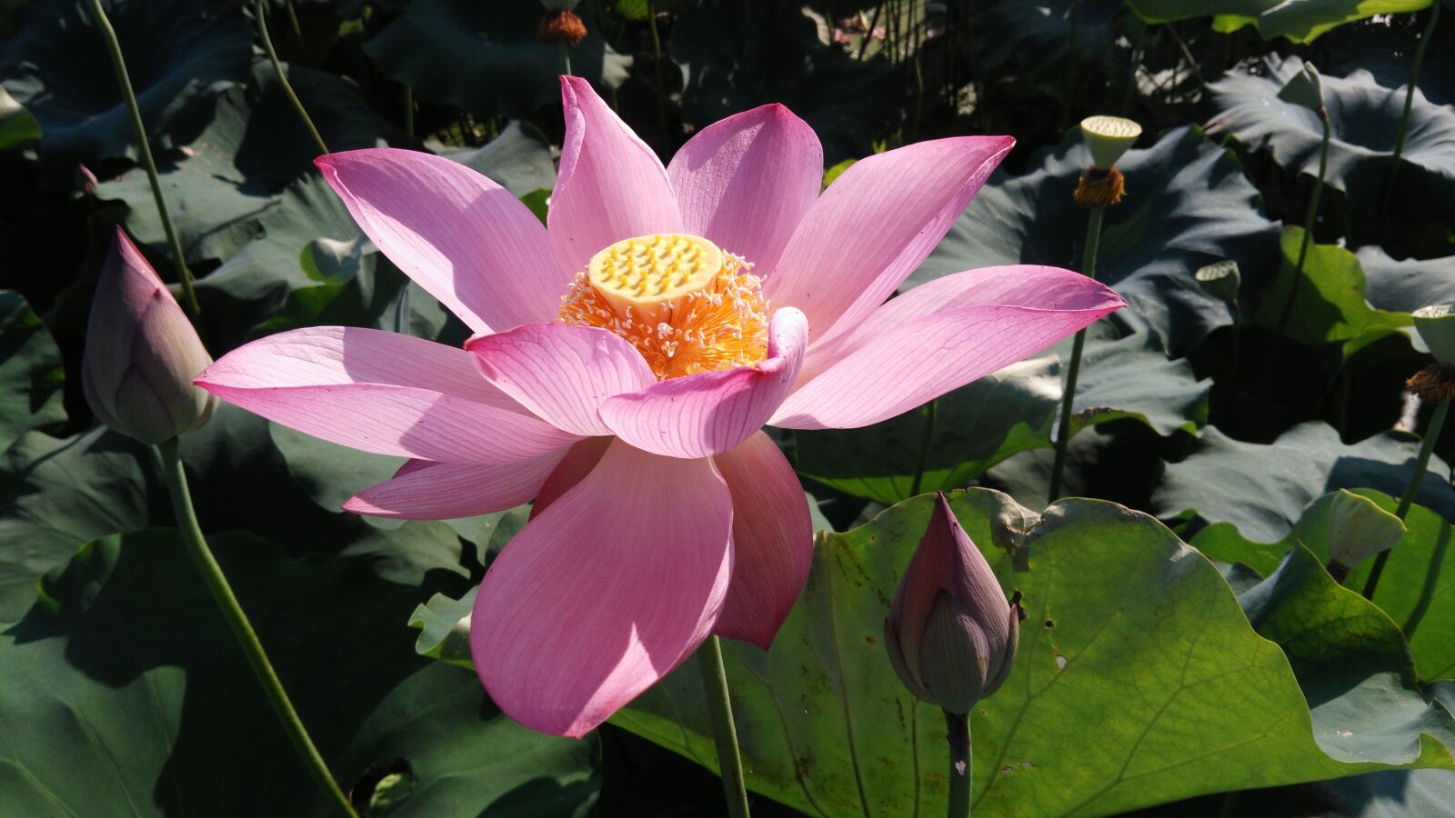 HUAWEI Che1-CL20 sample photo. Lotus, summer, good weather photography