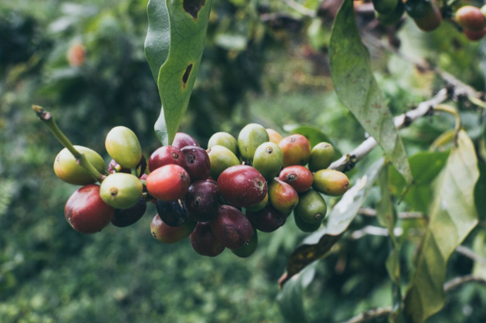 Nikon D90 sample photo. Coffe, coffee, drink photography