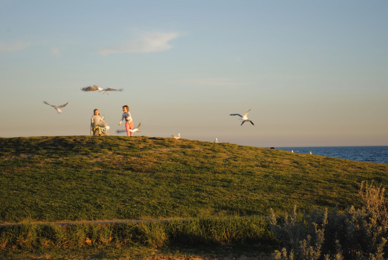Nikon D3000 sample photo. Birds, children, freedom photography