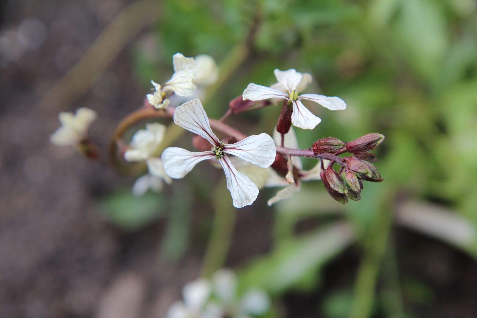 Canon EOS 600D (Rebel EOS T3i / EOS Kiss X5) sample photo. Salad, rocket, flowers of photography