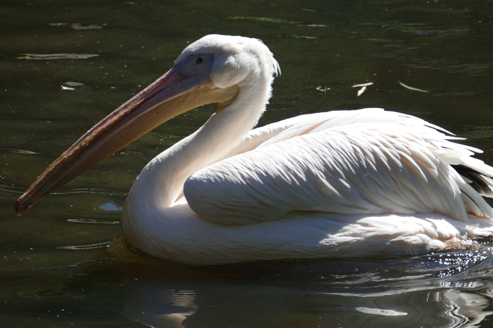 Panasonic Lumix DMC-FZ1000 sample photo. Pelikan, water, wing photography