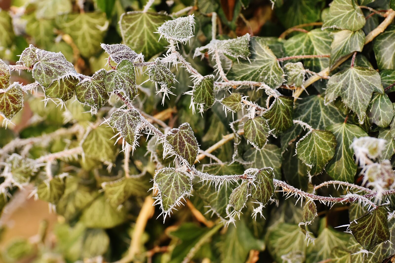 Nikon D7200 sample photo. Leaves, ivy, winter photography