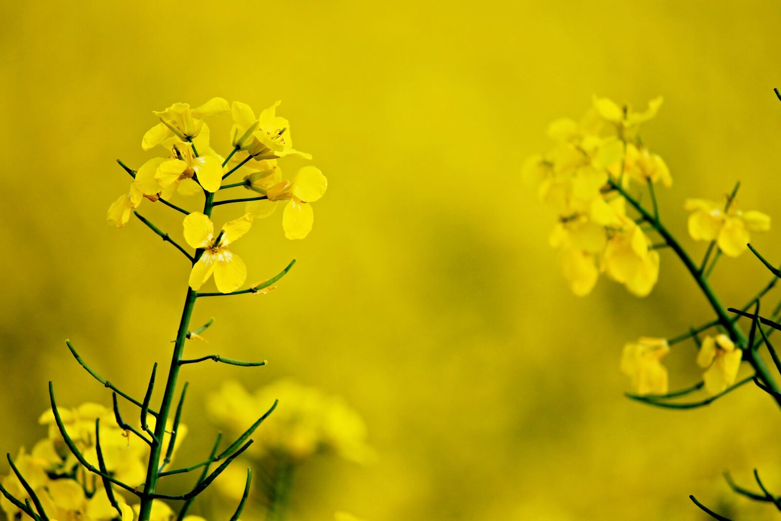 Canon EOS 1100D (EOS Rebel T3 / EOS Kiss X50) sample photo. Rape blossom, yellow, oilseed photography
