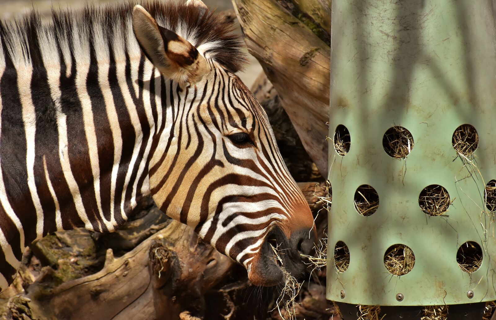 Nikon D7200 sample photo. Zebra, wild animal, zoo photography