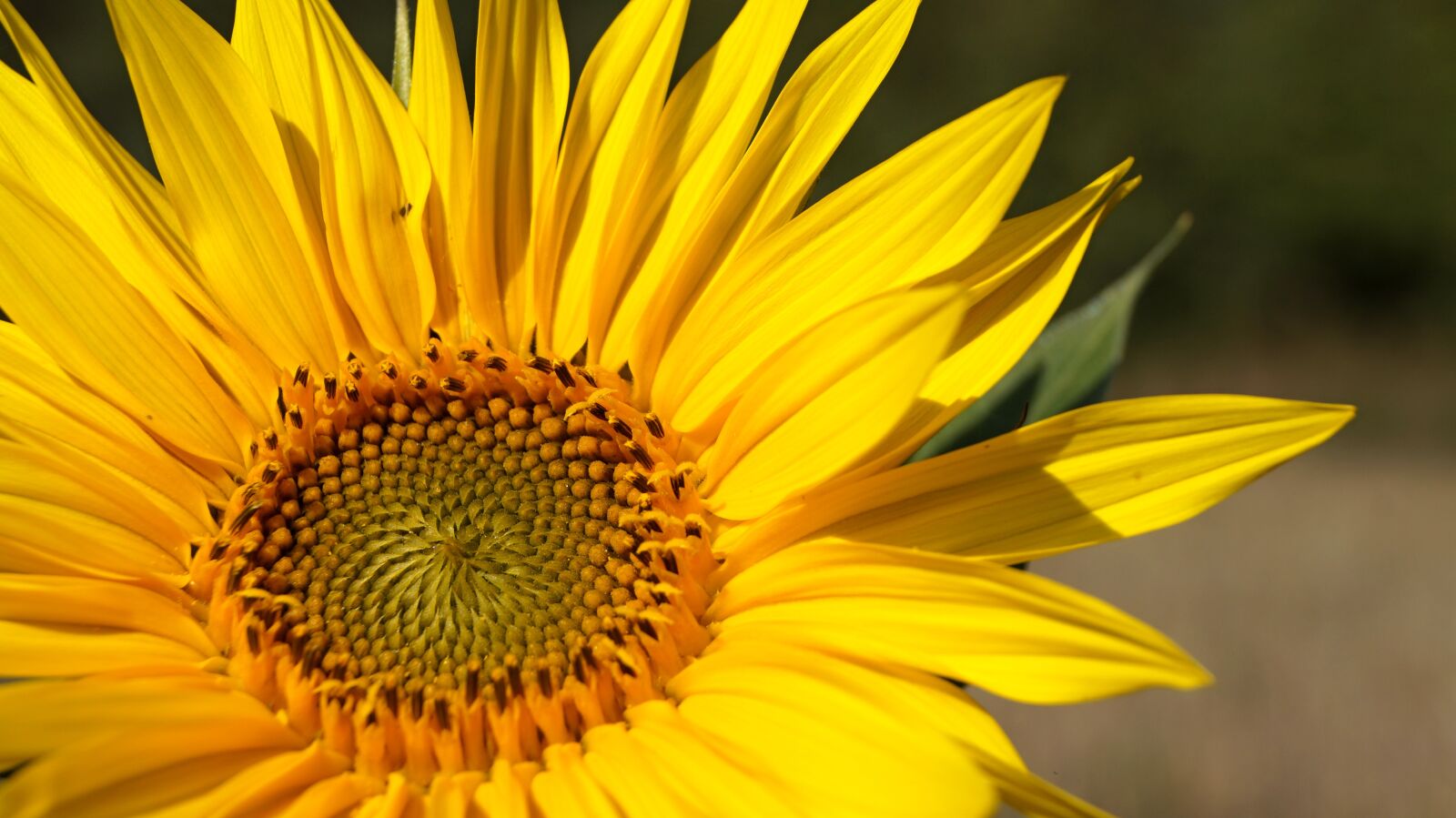 Sony DT 18-55mm F3.5-5.6 SAM II sample photo. Sunflower, summer, yellow photography
