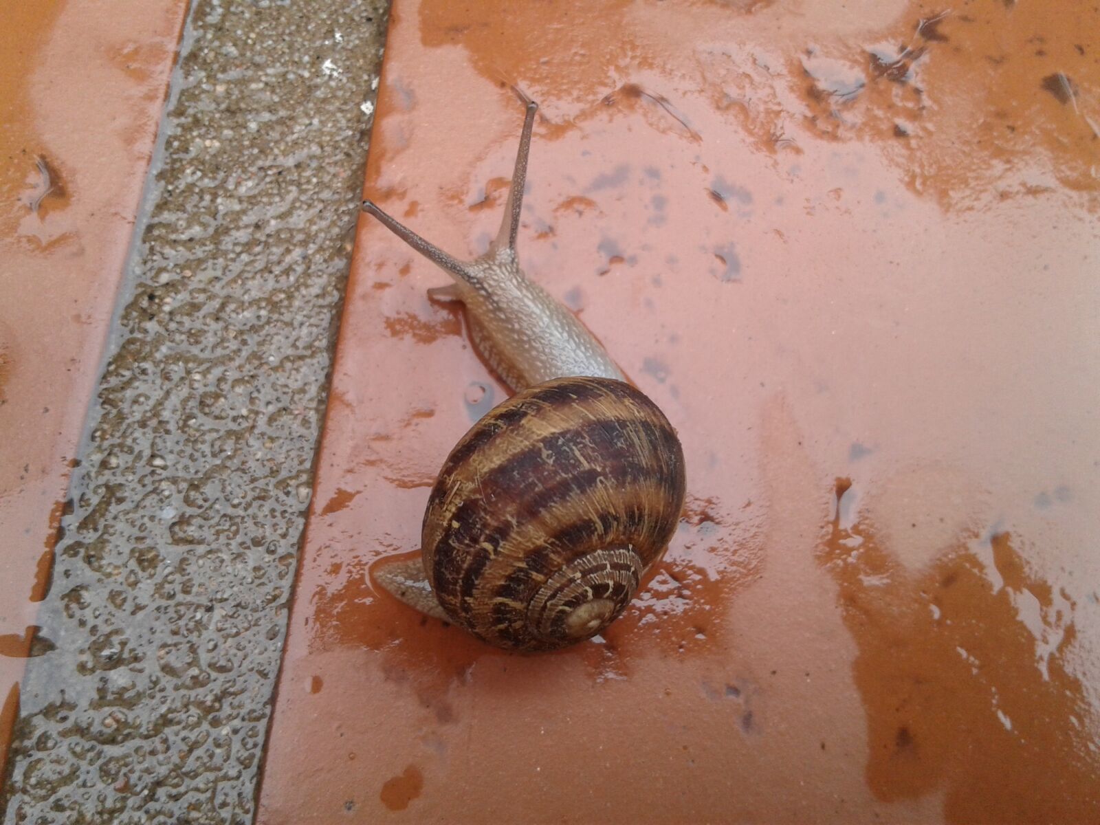 Samsung Galaxy J2 sample photo. Snail, shell, garden photography