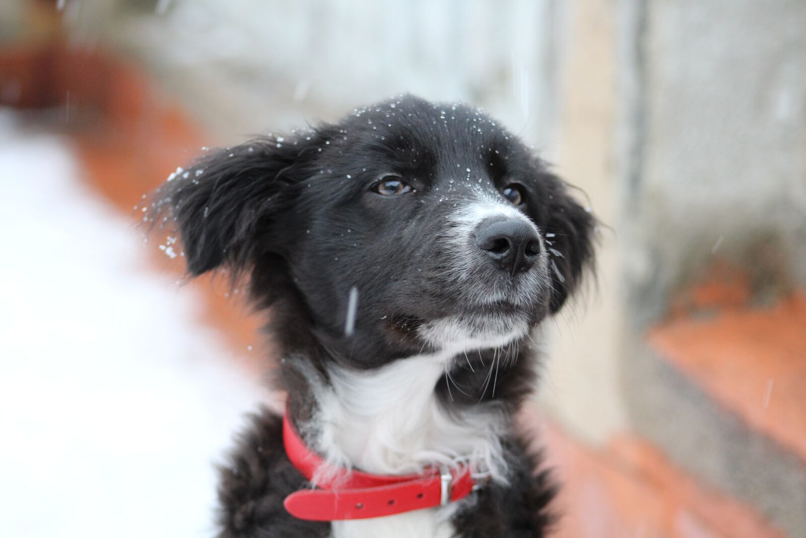 Canon EF75-300mm f/4-5.6 sample photo. Dog, puppy, race photography
