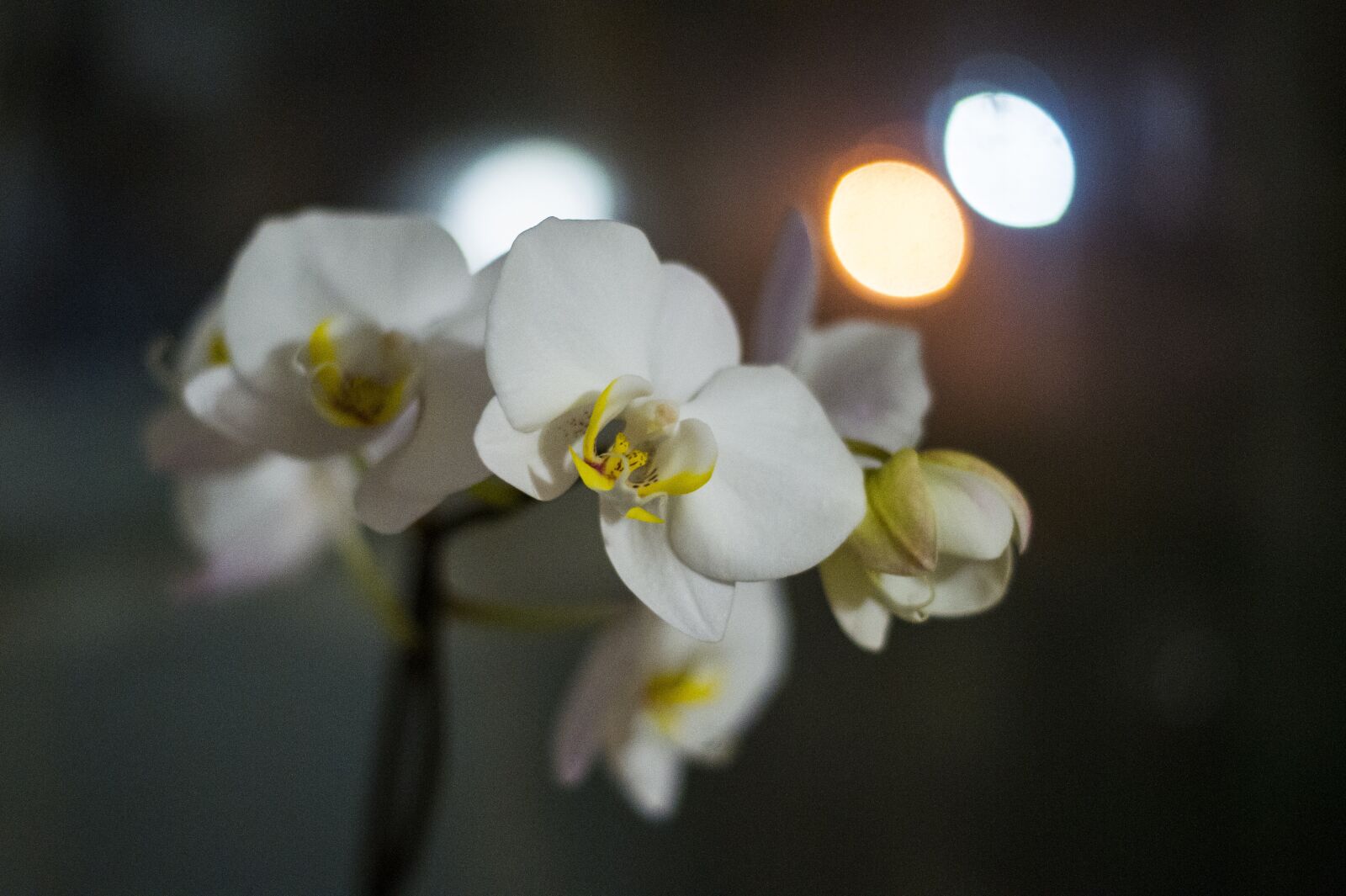 Sony Alpha DSLR-A550 sample photo. Orchid, flowers, evening photography