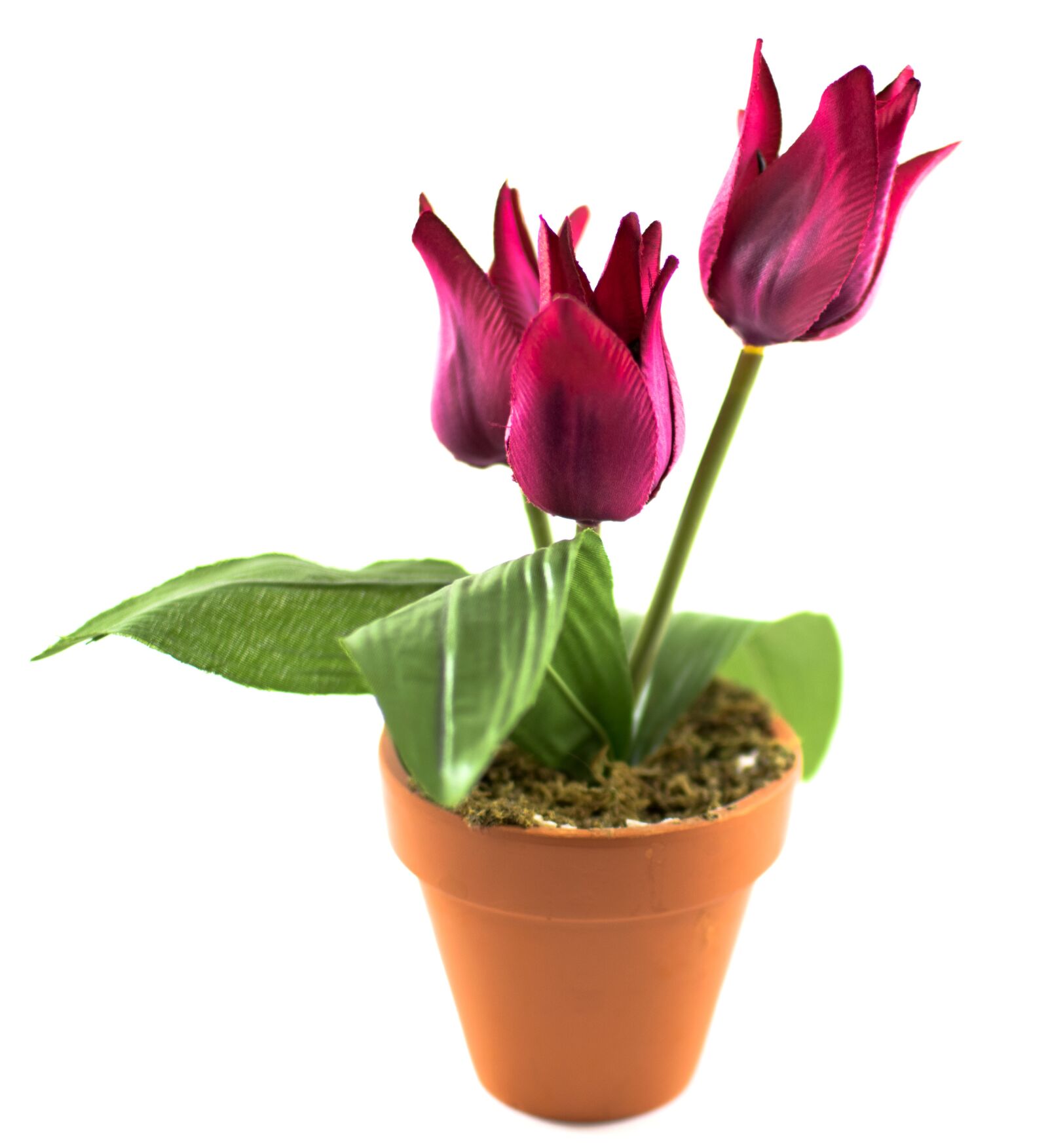 Nikon D5300 sample photo. Flower, flower pot, flowers photography