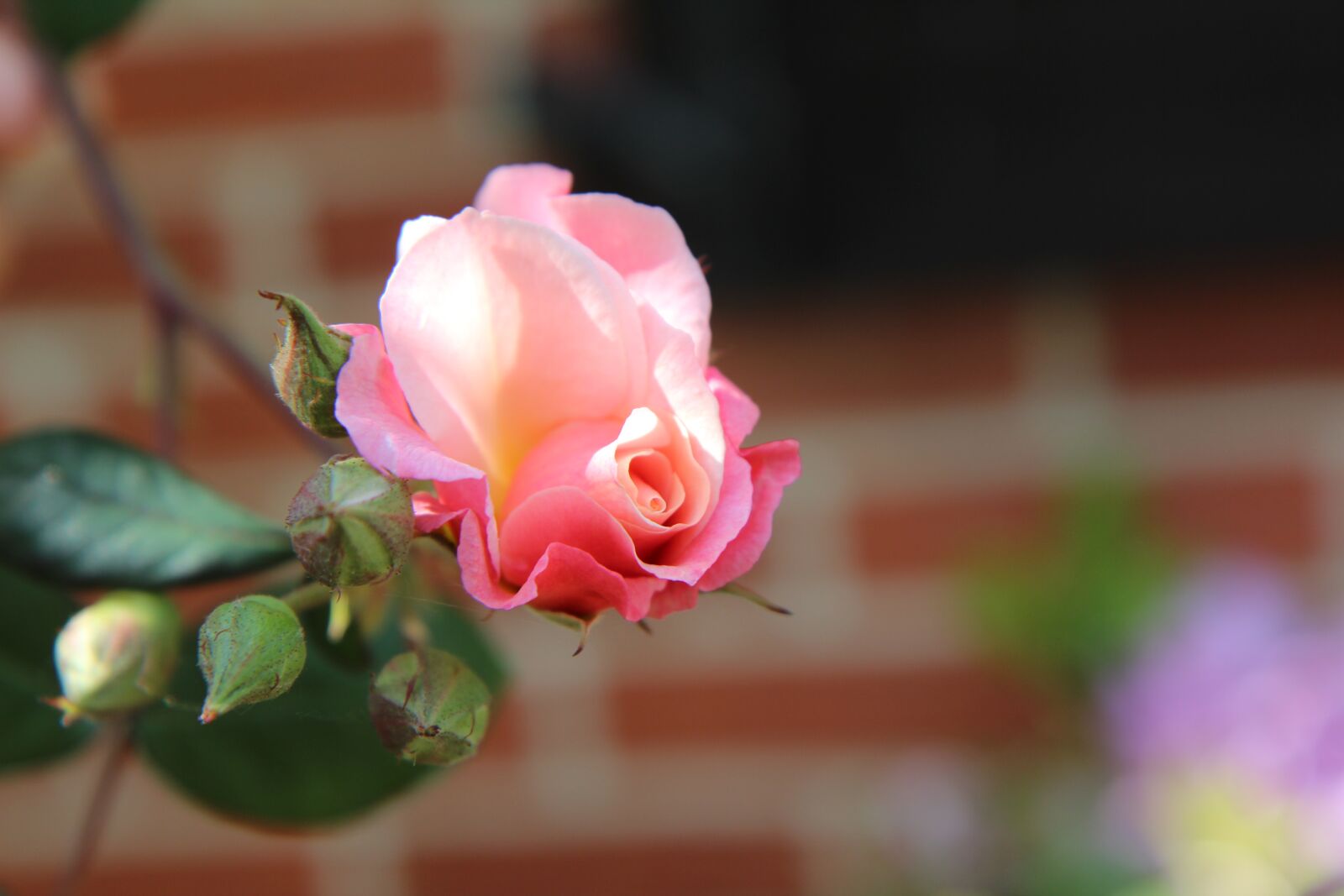 Canon EOS 600D (Rebel EOS T3i / EOS Kiss X5) sample photo. Pink, rose bud, pink photography