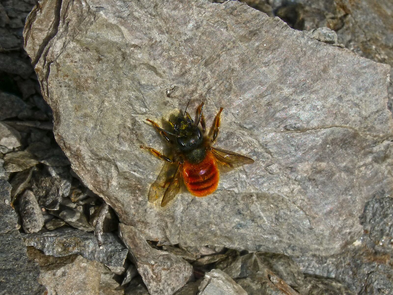 Panasonic DMC-FZ62 sample photo. Orange bee, wasp, bee photography