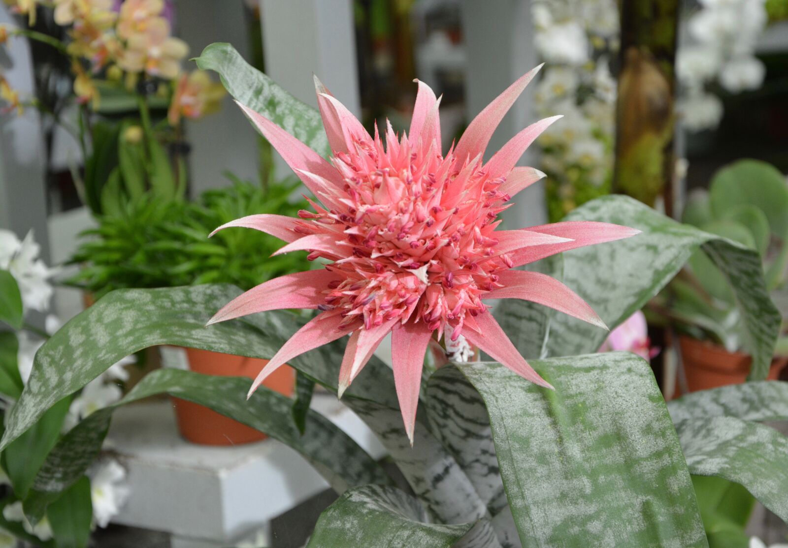 Nikon D5200 sample photo. Flower, flower aechmea, succulent photography