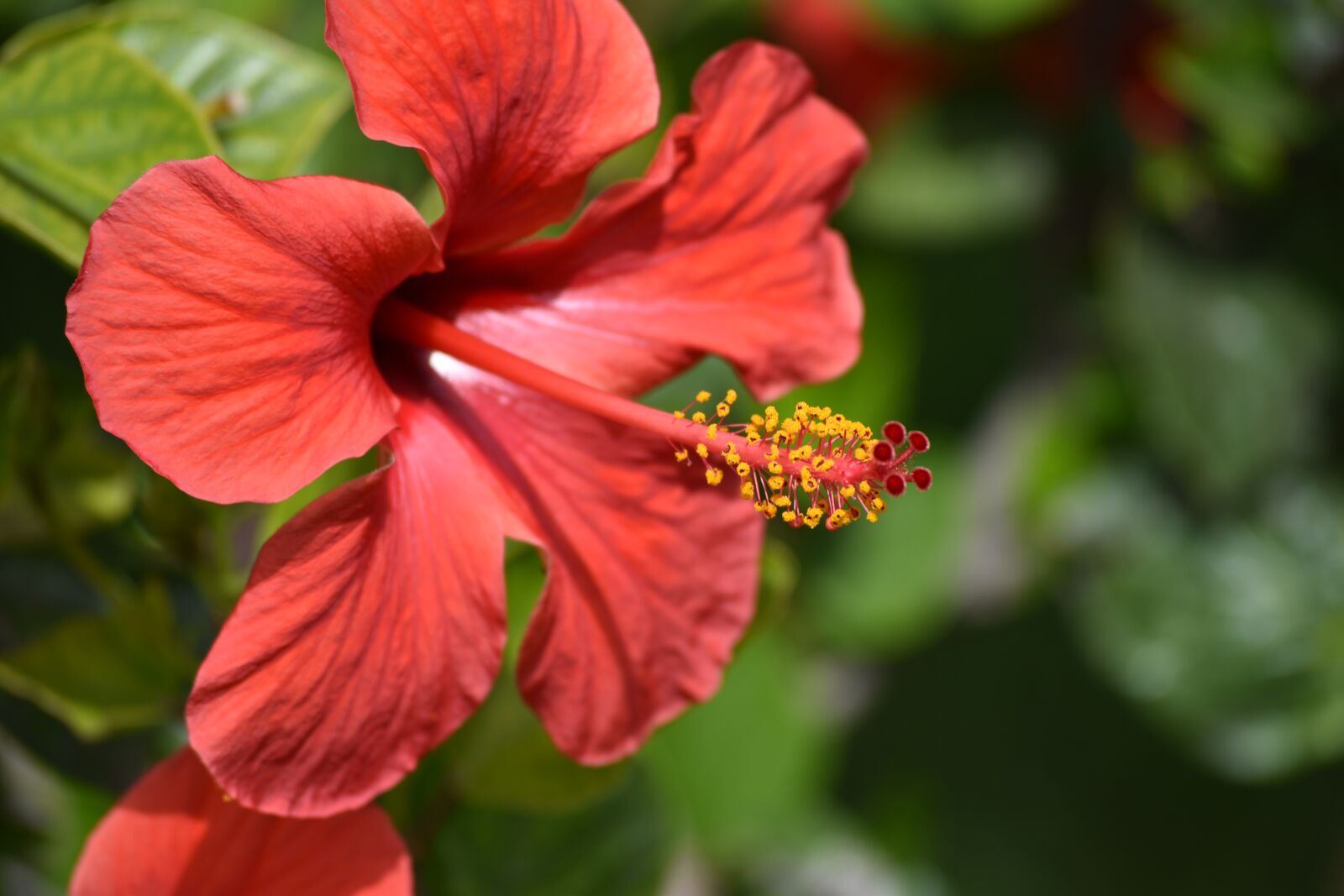 Nikon D5500 sample photo. Flora, flower, morocco photography