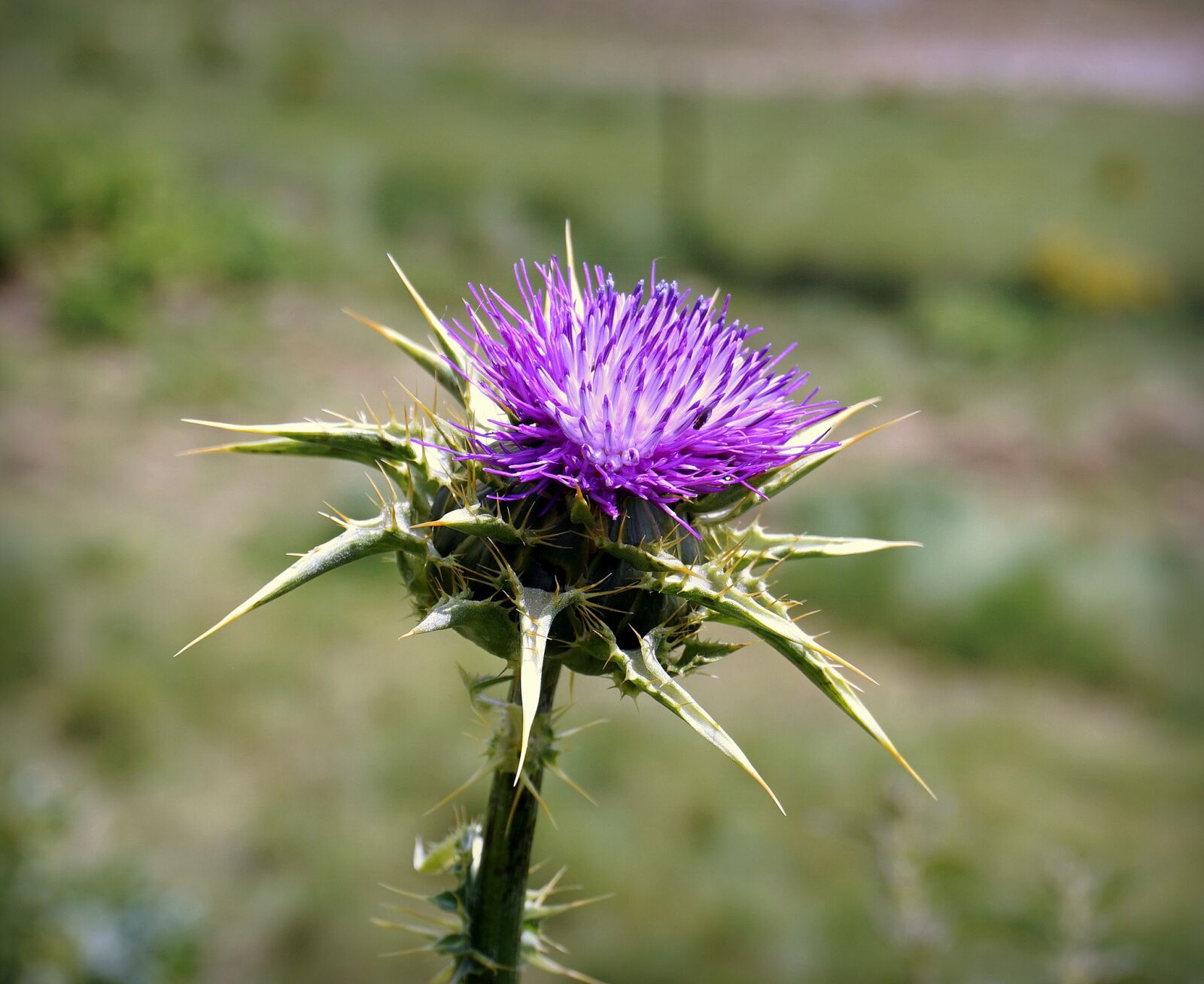 Sony a6000 sample photo. Thistle, flower, violet photography