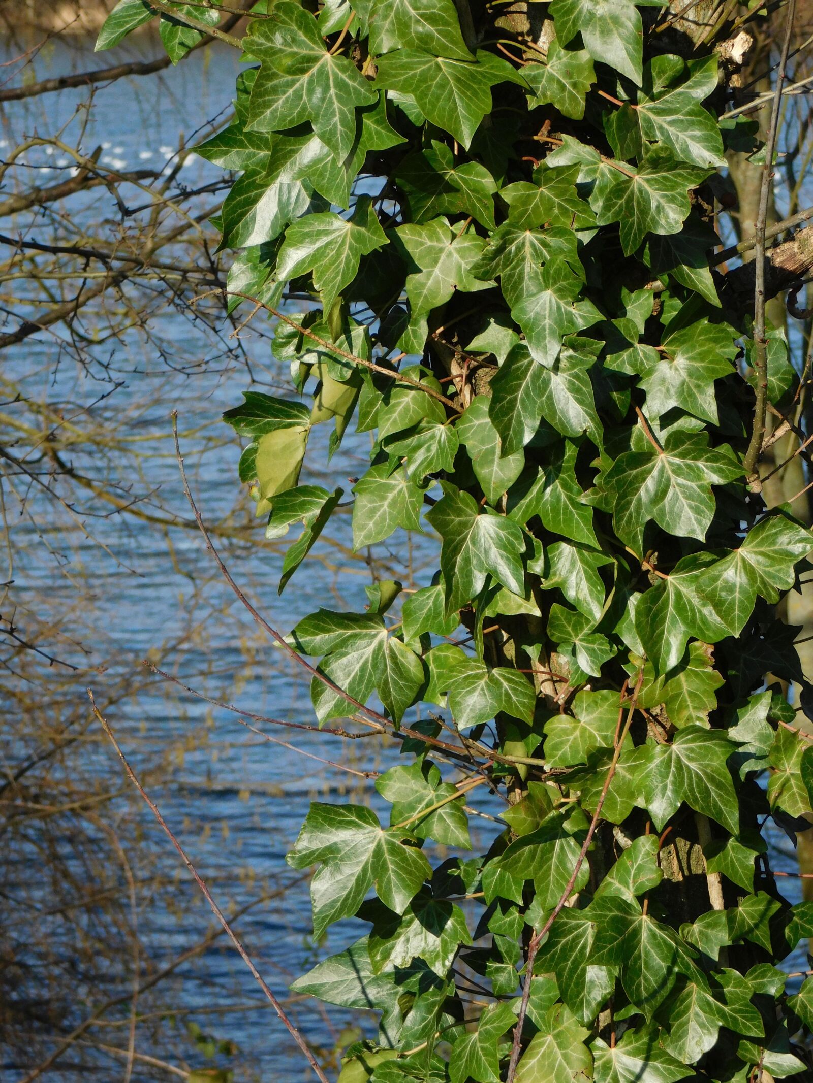 Nikon Coolpix L840 sample photo. Ivy, green leaves, pond photography
