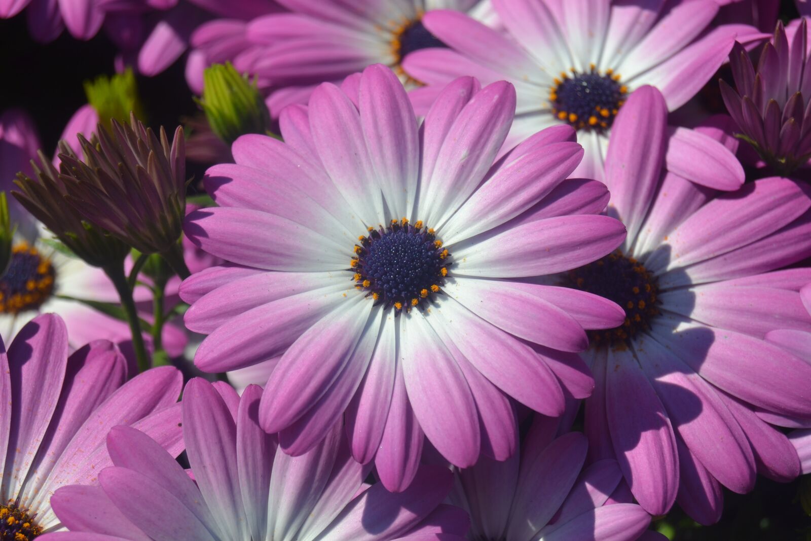 Nikon D3100 sample photo. Gerbera, flowers, letnička photography
