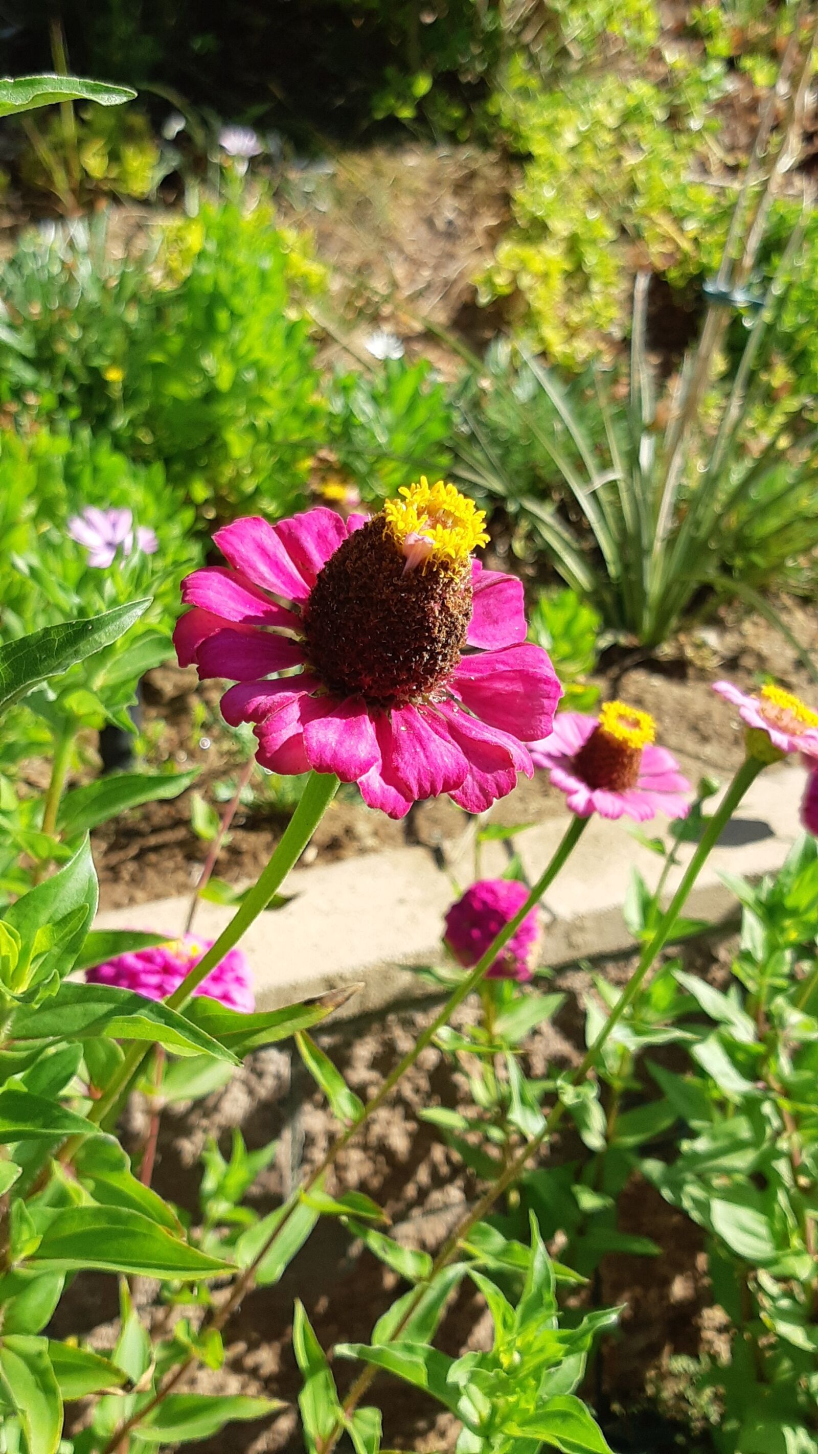 Samsung Galaxy A8(2018) sample photo. Pink flower, pink, flowers photography