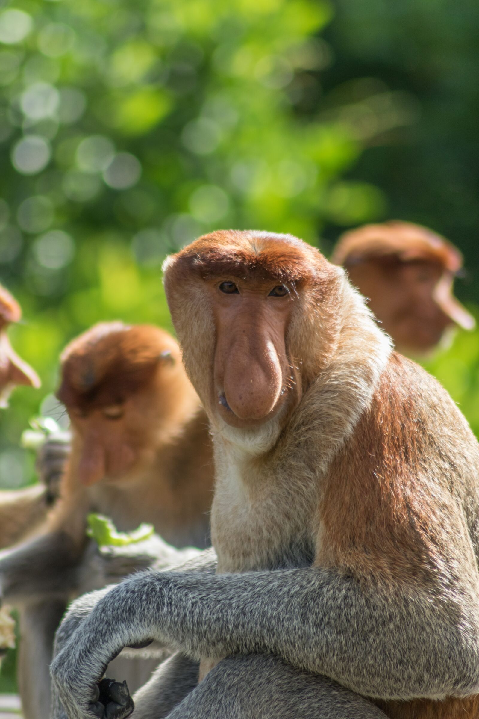 Canon EOS 7D Mark II sample photo. Proboscis, monkey, animal photography