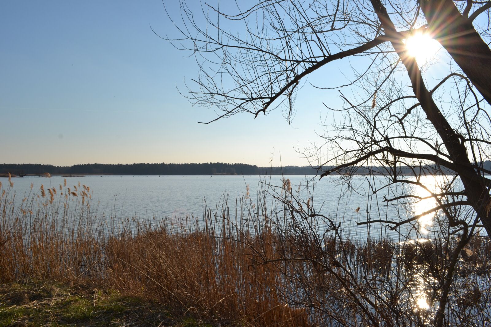 Nikon D3100 sample photo. Pond, sun, water photography