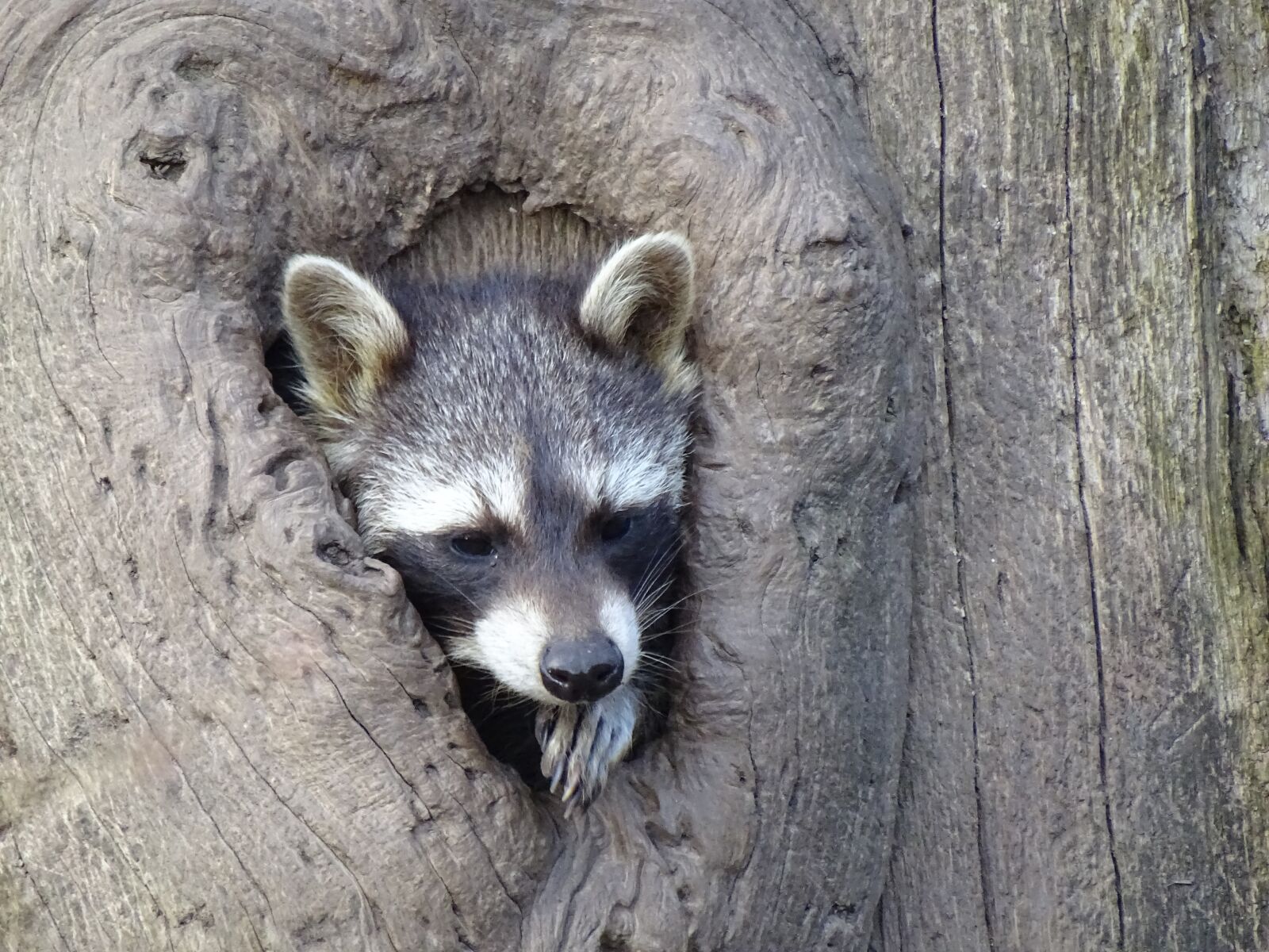 Sony Cyber-shot DSC-HX400V sample photo. Raccoon, tree stump, wildlife photography