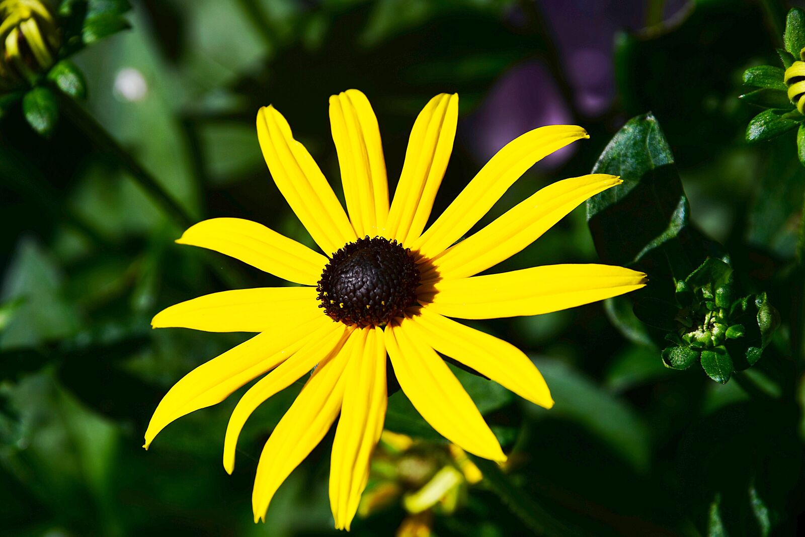 Nikon D610 sample photo. Coneflower, yellow, composites photography