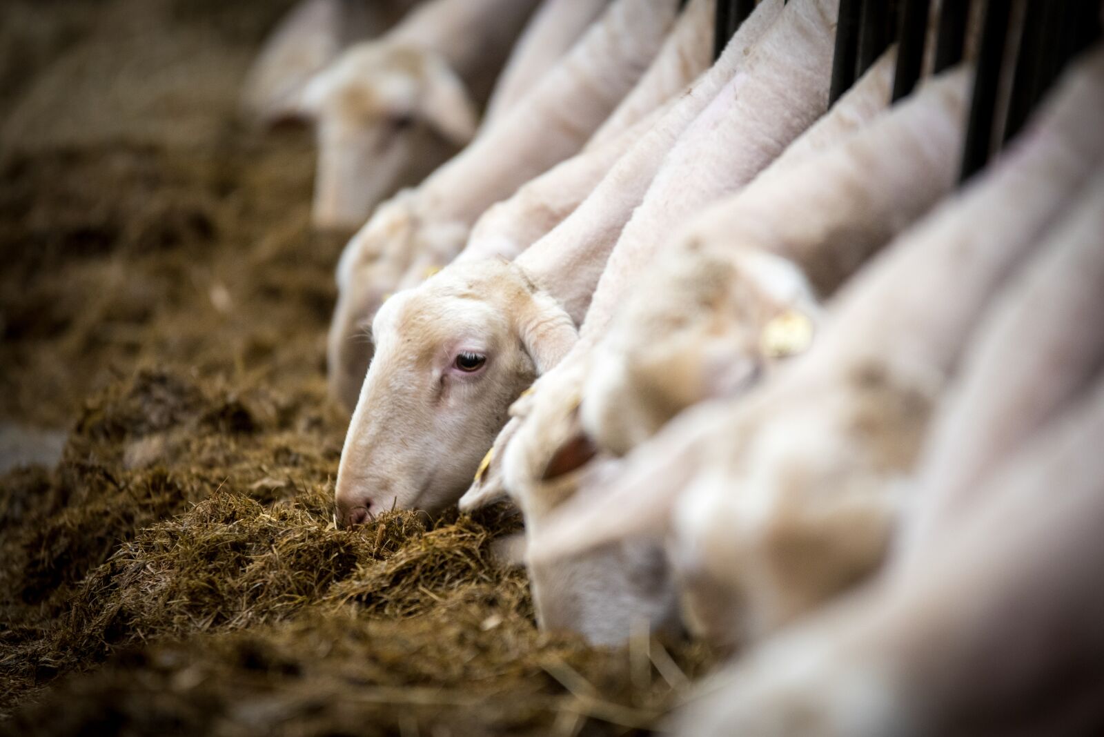 Nikon D750 sample photo. Sheep, livestock, wool photography