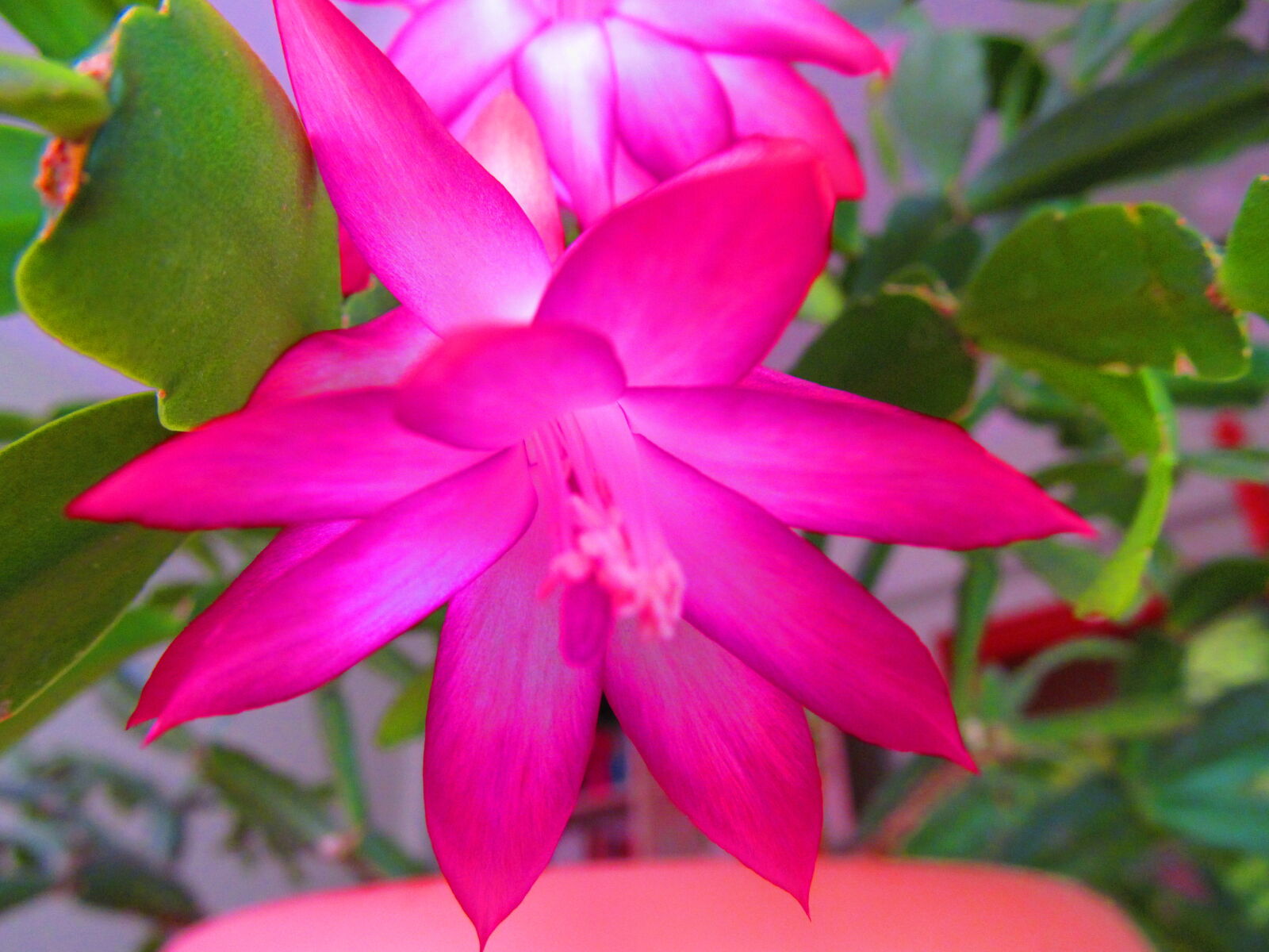 Canon PowerShot SX150 IS sample photo. Flower, macro, nature photography