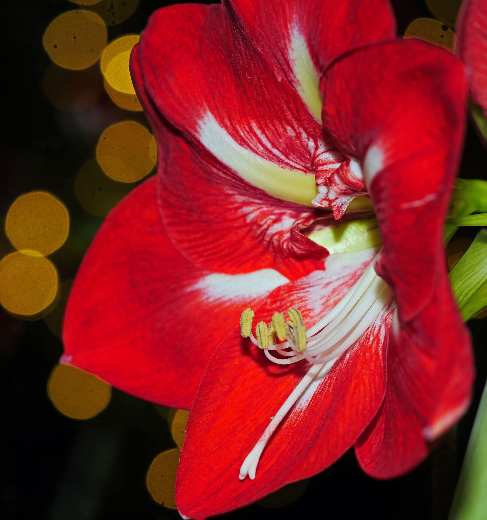 Panasonic Lumix DMC-GX8 sample photo. Amaryllis, christmas, christmas flower photography