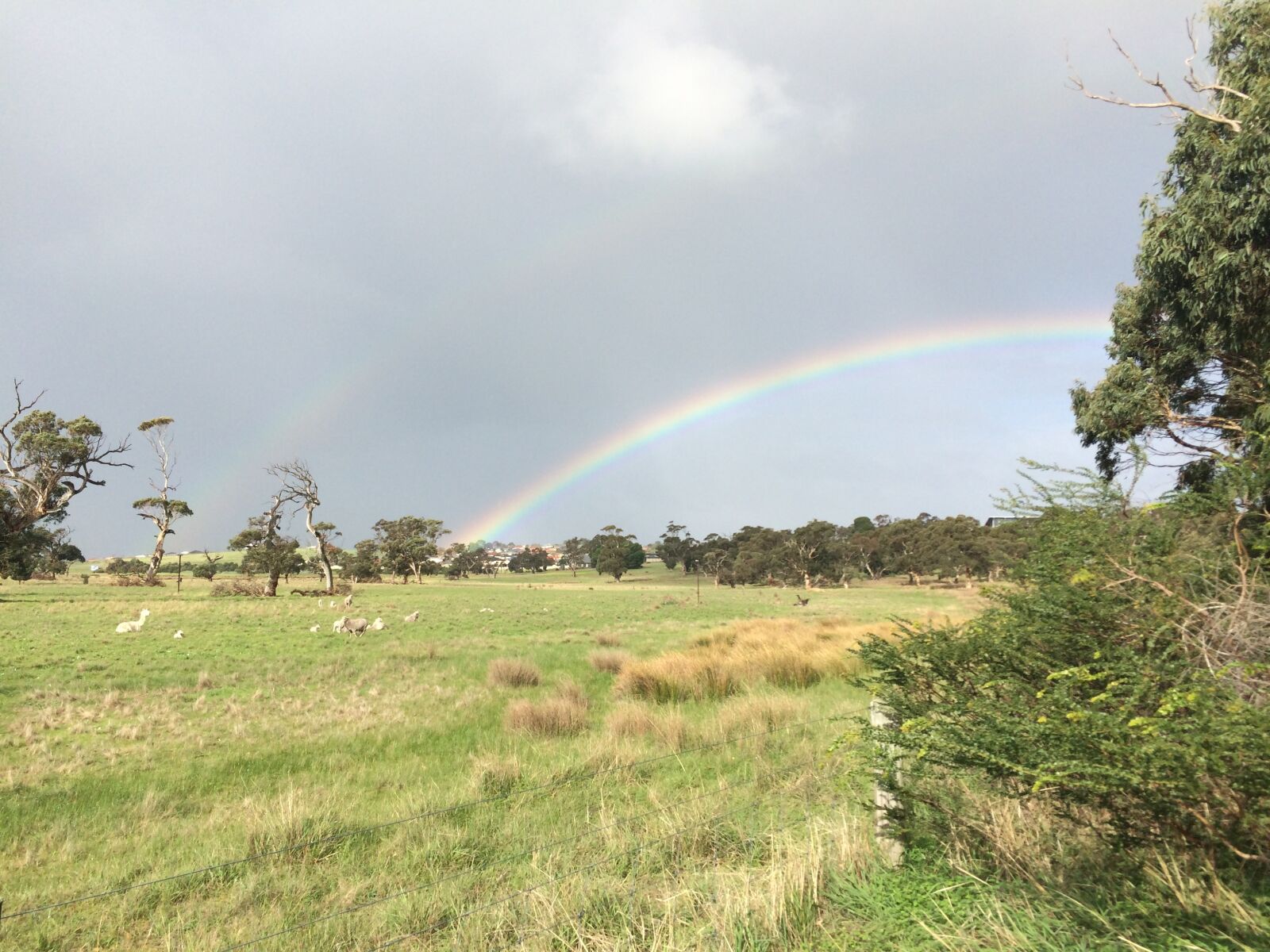 iPhone 5s back camera 4.12mm f/2.2 sample photo. Rainbow, sheep, field photography